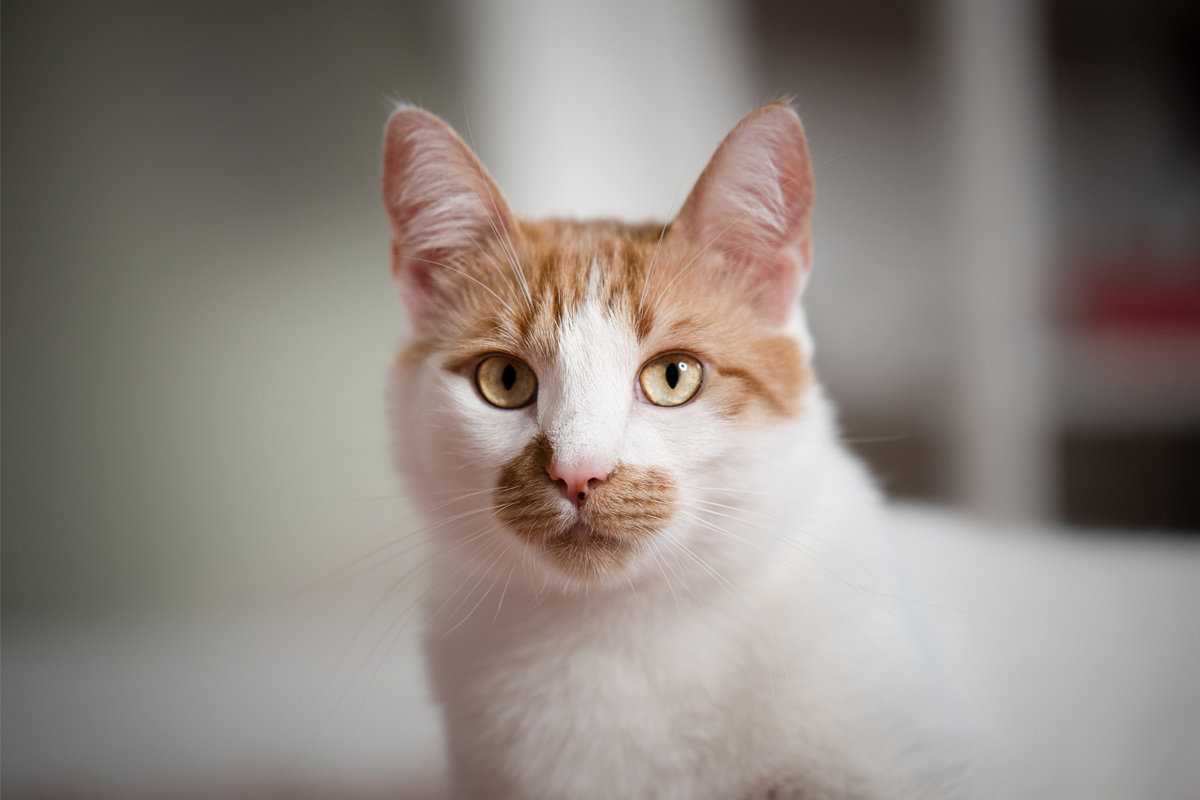 Gato com pelagem branca e laranja, mostrando um olhar expressivo e curioso.