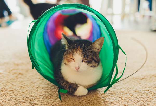 Gato relaxando dentro de um túnel verde colorido, de enriquecimento ambiental. 