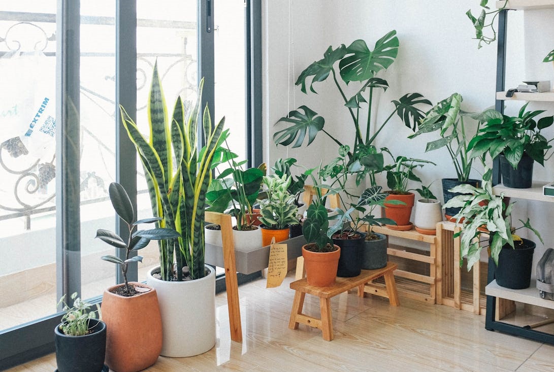 plantas em casa | Pexels