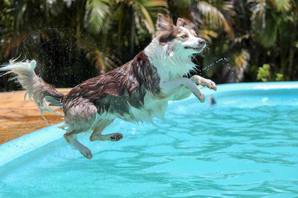 Cachorro pulando em piscina para aliviar o calor no verão