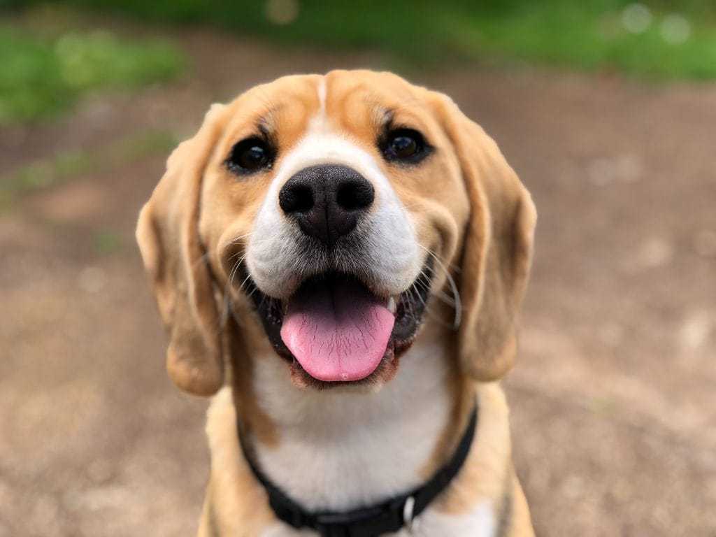 Cachorro ofegante com a língua para fora, com calor. 