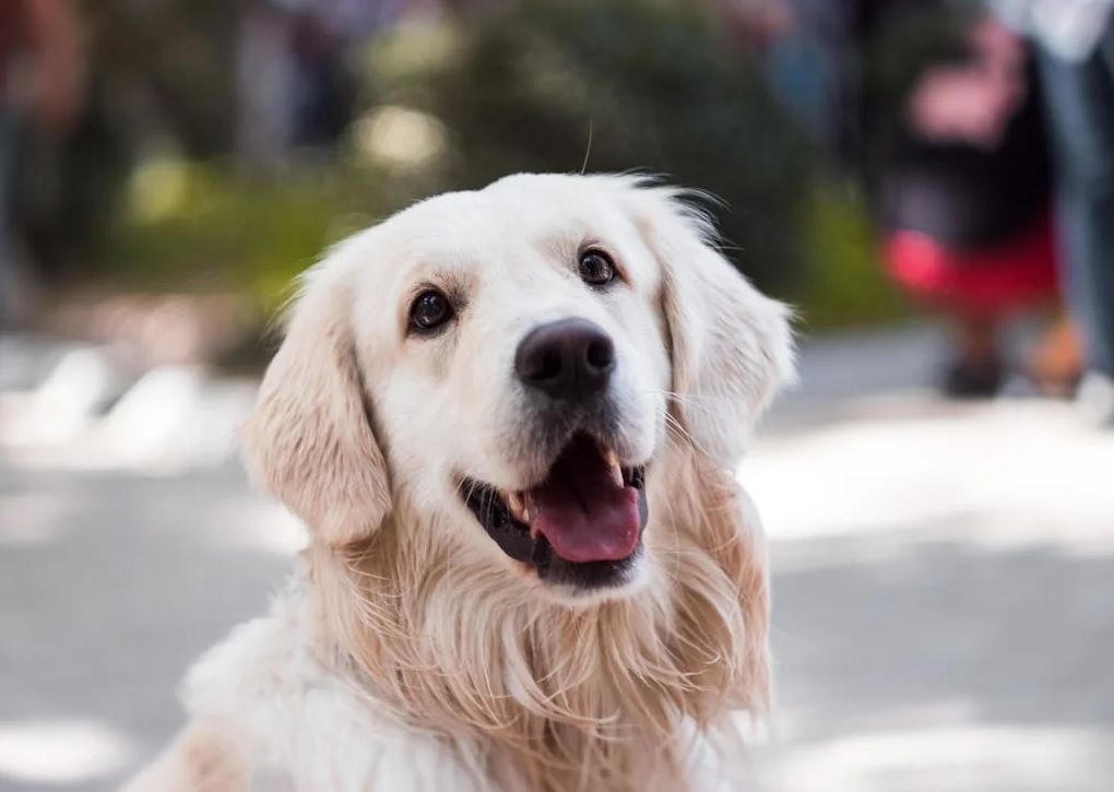 Campanha de NatAU-reune animais à espera de adoção | Foto Pexels