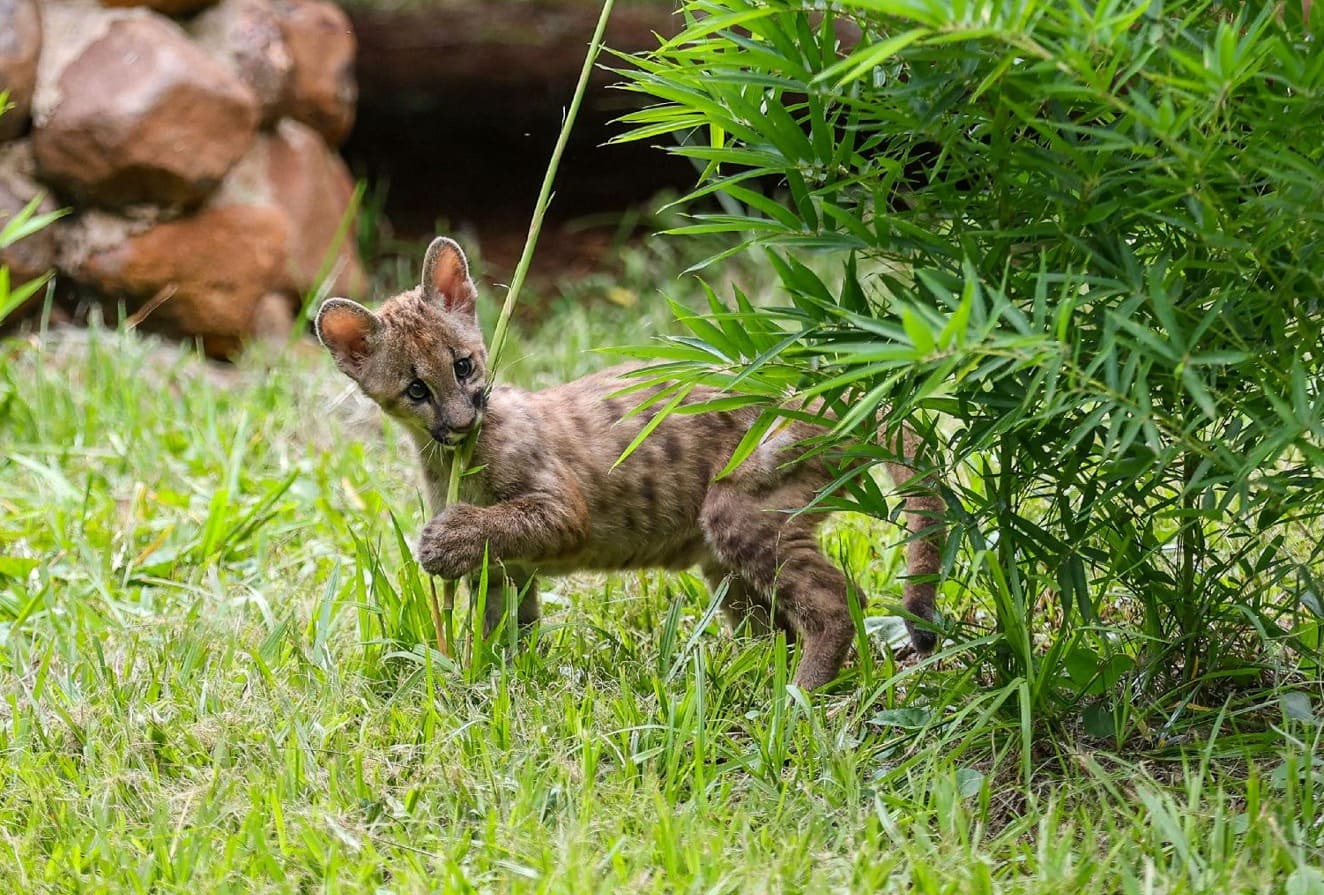 Rita, a nova onça bebê do Bosque | Crédito: Fernando Gonzaga/Prefeitura de Ribeirão Preto