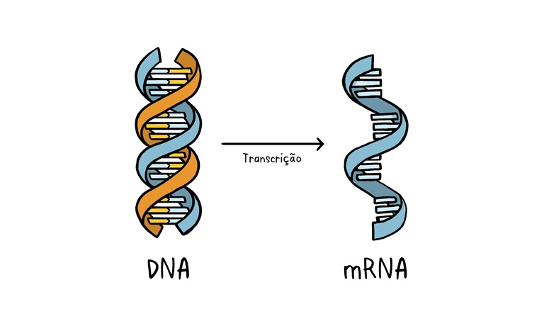 mRNA | Crédito: Reprodução da OMS