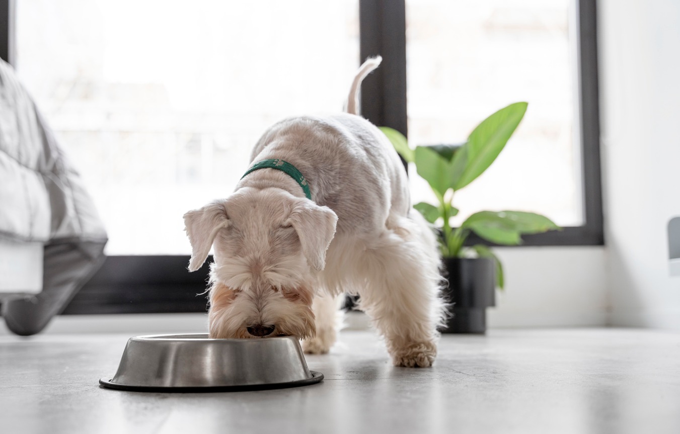 Cachorro se alimentando com produtos veganos | Crédito: Freepik