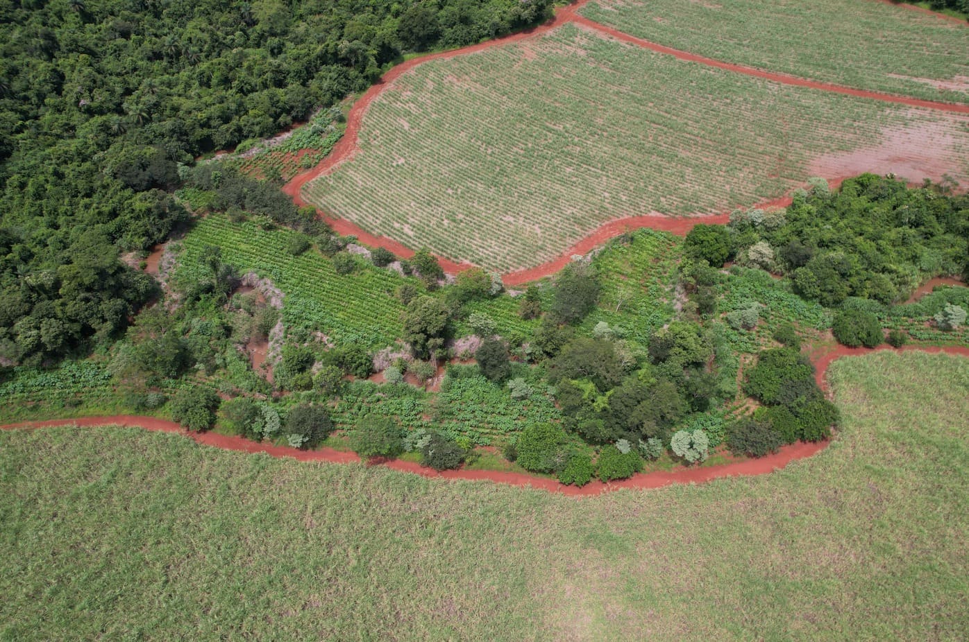 Fazenda Morro Azul participa de programa de crédito de carbono | Crédito: Divulgação