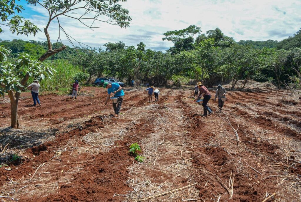 Plantio na Fazenda Morro Azul em novembro do ano passado | Crédito: Divulgação