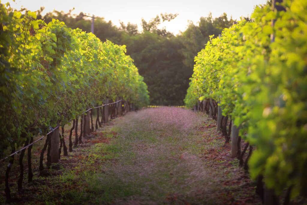 Vinícola Terras Altas| Crédito: Rafael Cautella