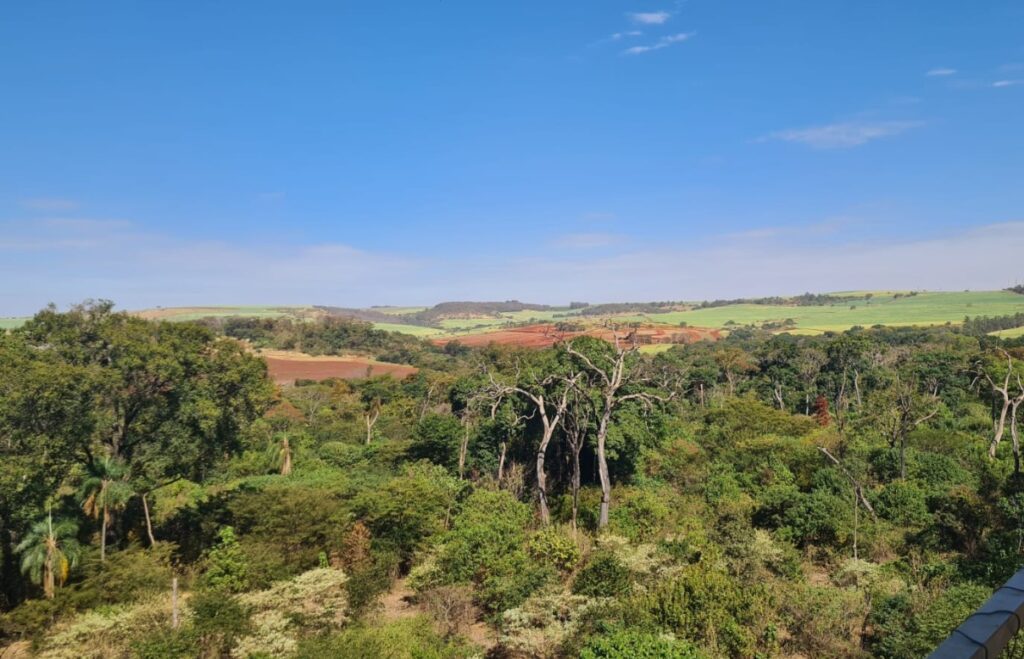 Reflorestamento promovida pelo Instituto Artesano | Crédito: Divulgação