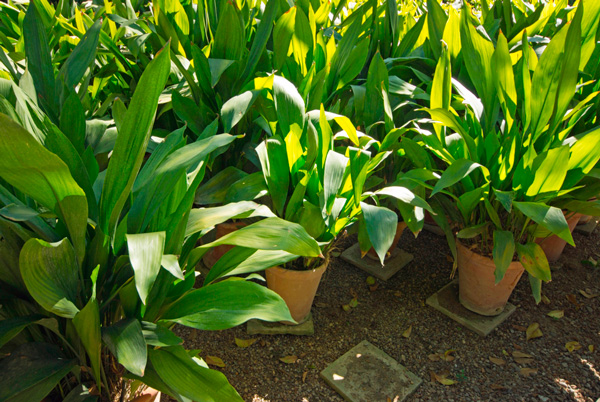 Aspidistra