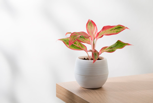 aglaonema