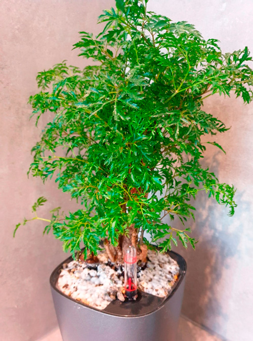 Árvore da felicidade