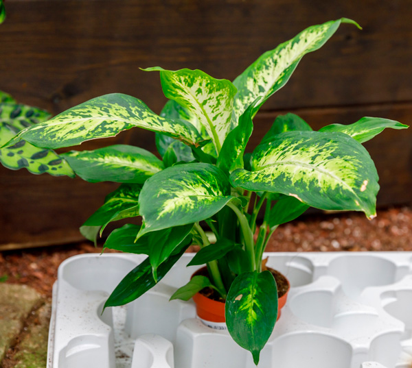 Comigo ninguém pode