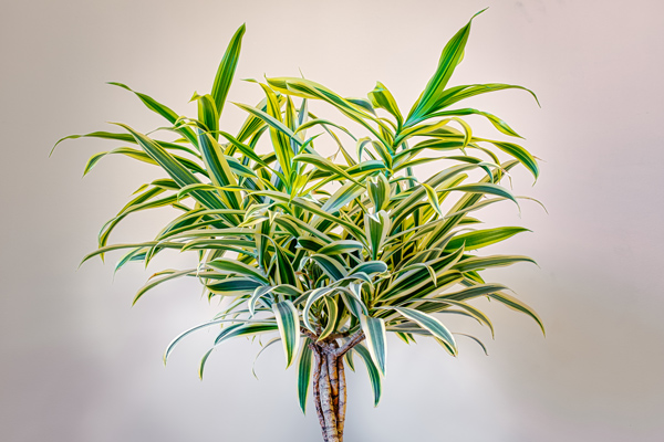 Dracena