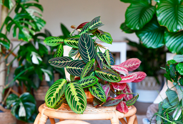 Maranta tricolor