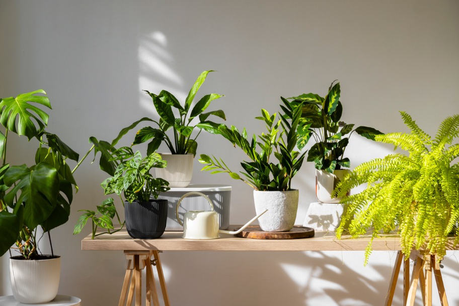 Plantas fáceis de cuidar