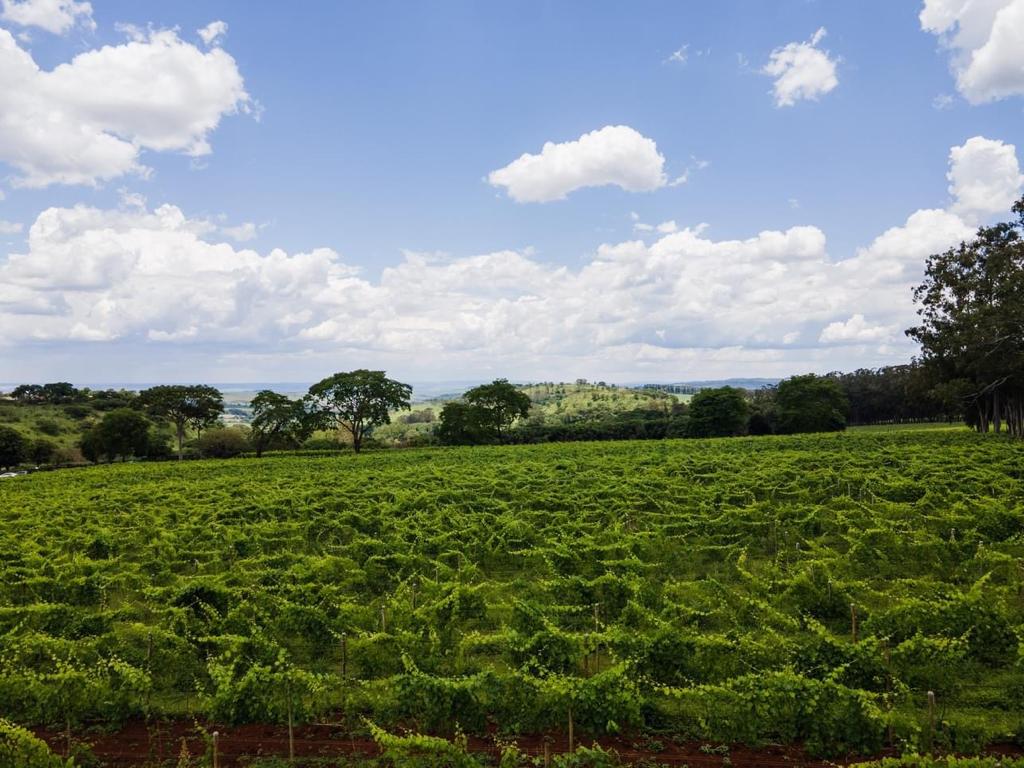 Vista panoramica dos vinhedos