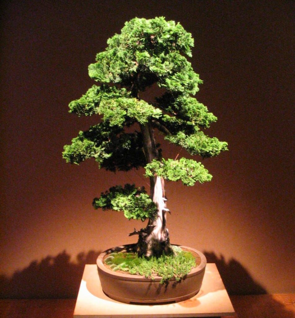 Oficina de Bonsai | Crédito: Max Mesquita
