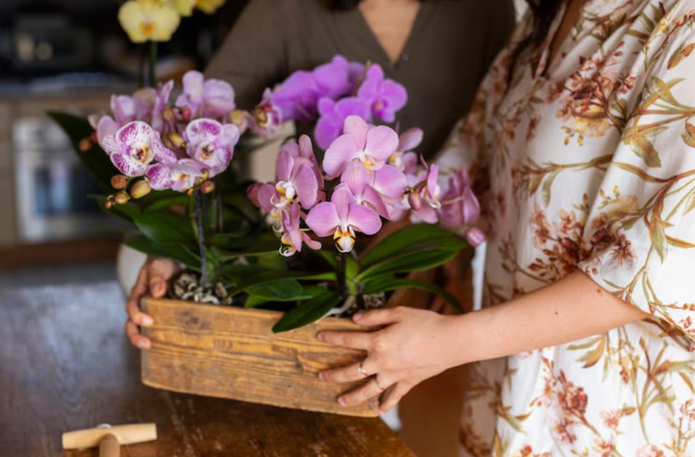Festival das Orquídeas