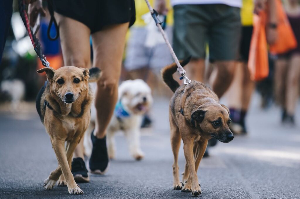 2ª Cãominhada | Crédito Luan Porto