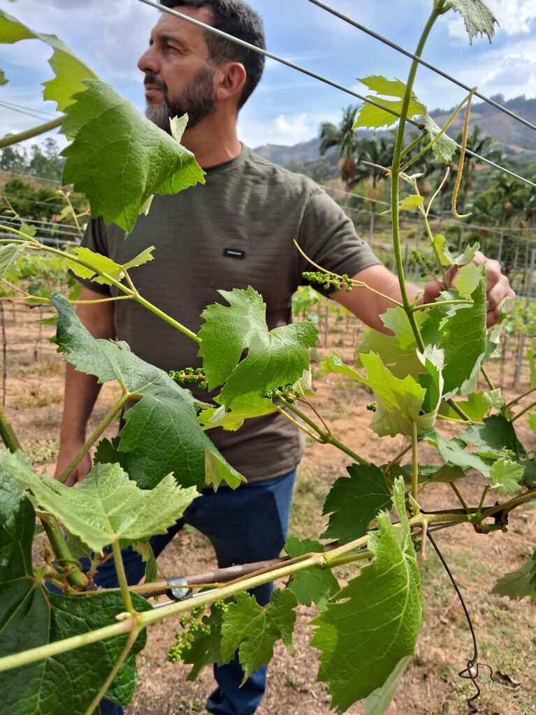 Vinícola Família Silotto | Crédito: Amanda Pioli