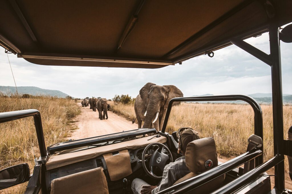 Carro de safari na África do Sul em meio à savana, com grupo de elefantes atravessando a estrada diante do veículo em um passeio de observação da vida selvagem.