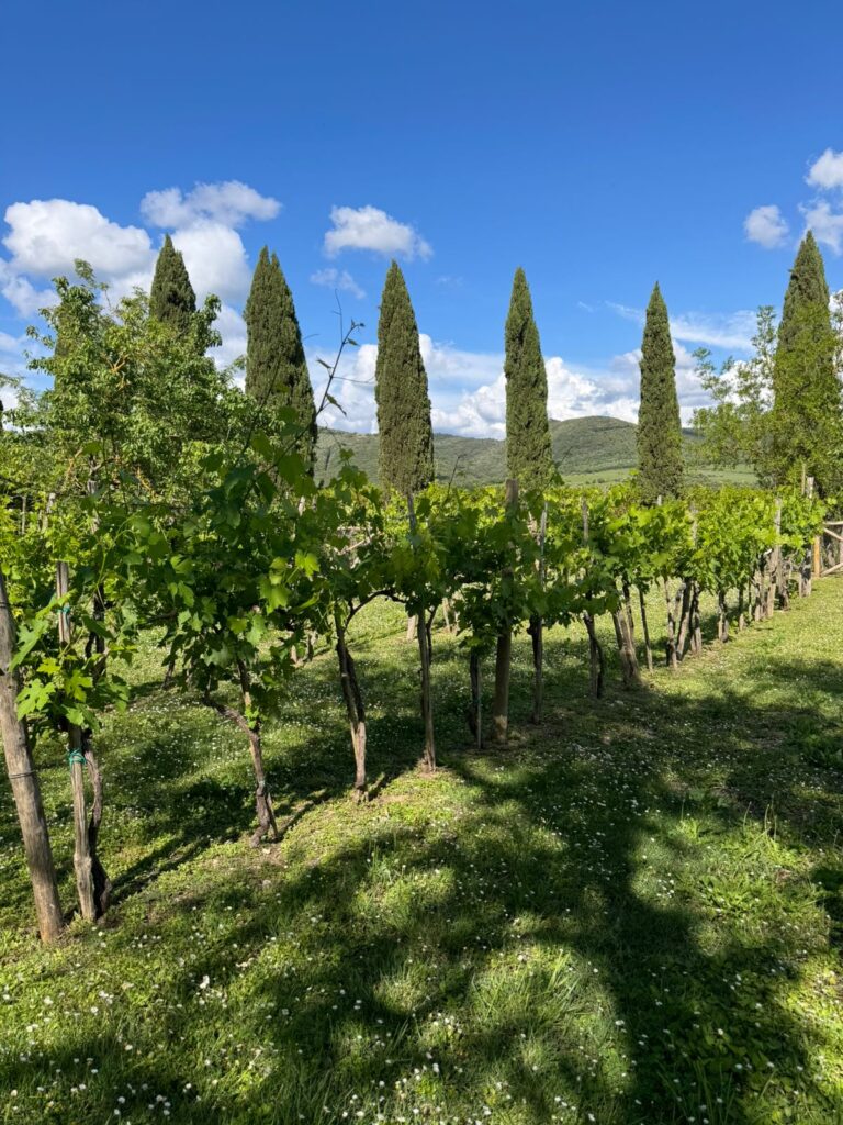 Vinhos, castelos e boa comida são destaque na Toscana e no Zumm Review | Créditos: Divulgação