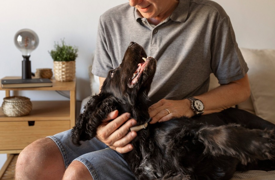 cães de terapia | crédito: freepik