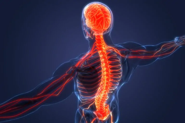 medula ossea e medula-espinhal | crédito: Shutterstock