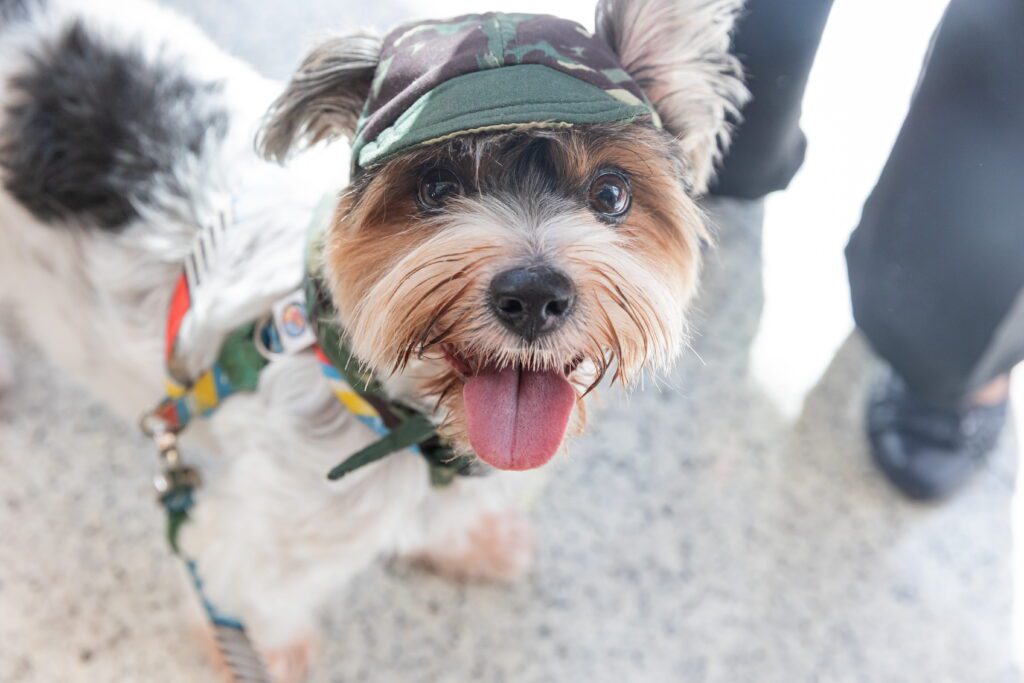 Carnaval 2026 no ShoppingSantaUrsula | Crédito: Tábata Barbosa