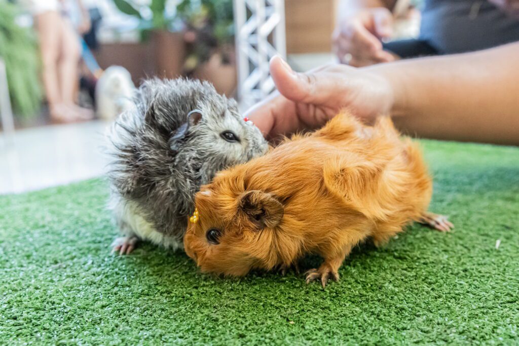 Carnaval 2026 no ShoppingSantaUrsula | Crédito: Tábata Barbosa