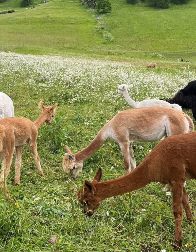 Dolomitas | Crédito: Reprodução Ice Mele