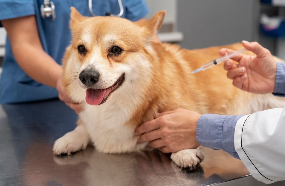 Com quais vacinas o cachorro deve ser vacinado | Crédito: Freepik