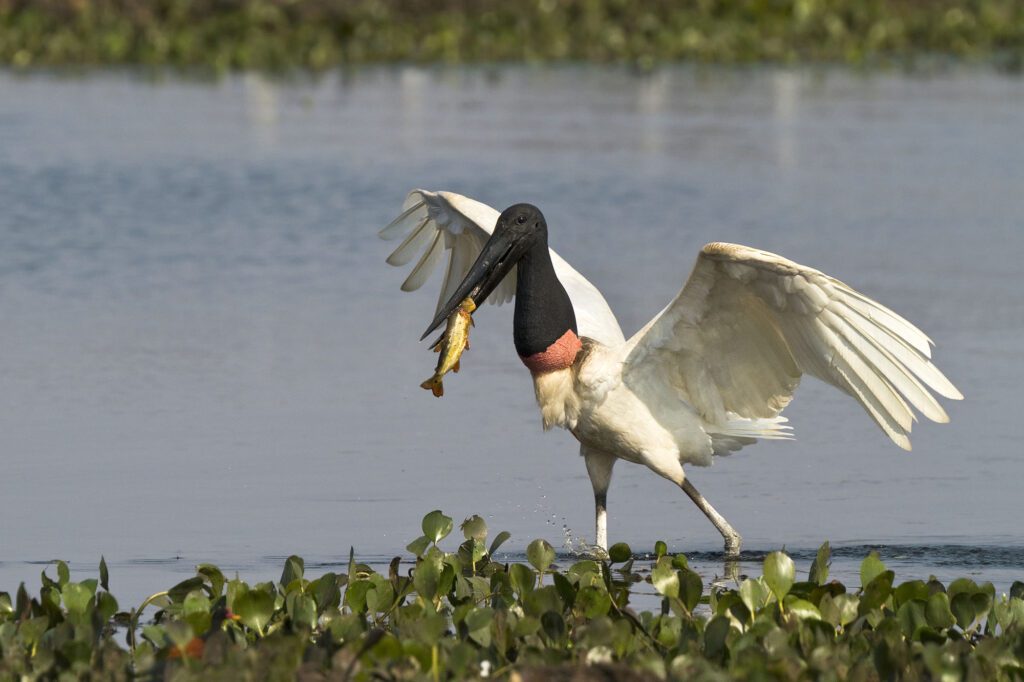 Pantanal | Crédito: Arquivo Fundtur MS
