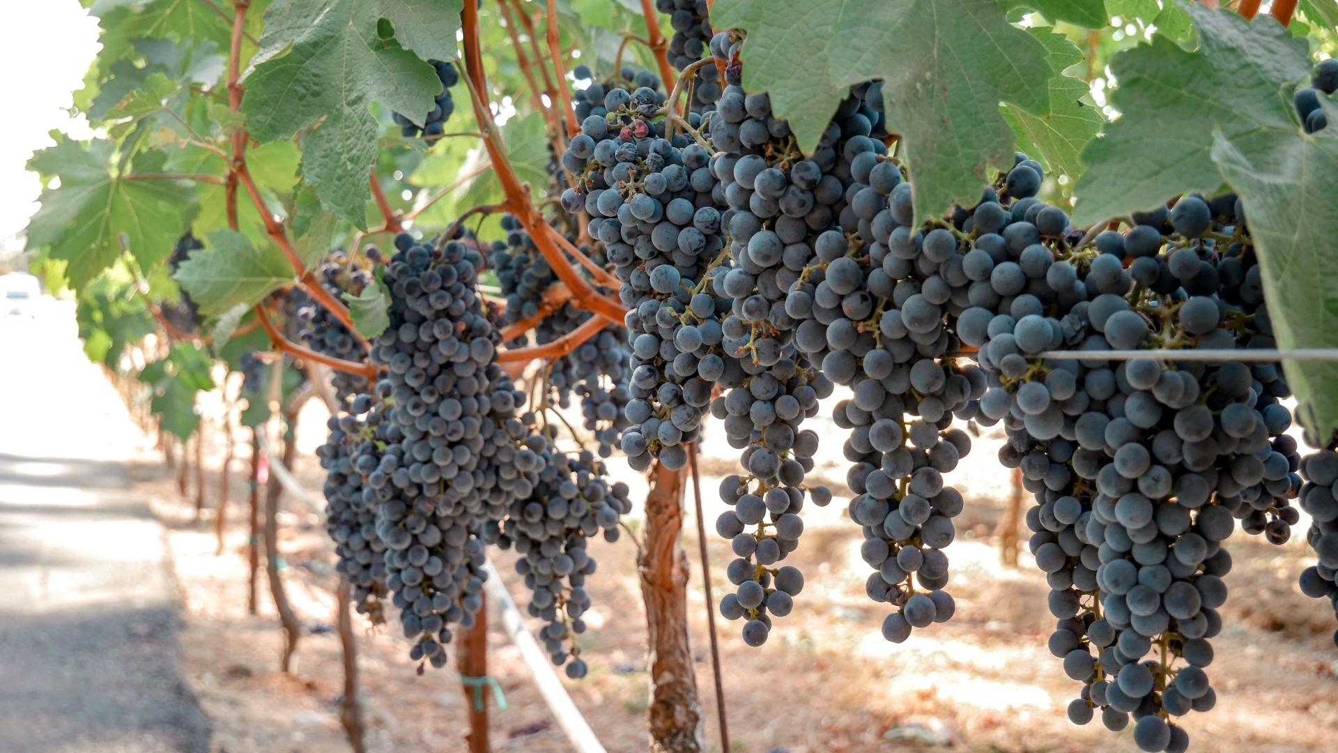 Festival Tannat e Cordeiro promove dia de degustação e harmonização no Hand Hoch