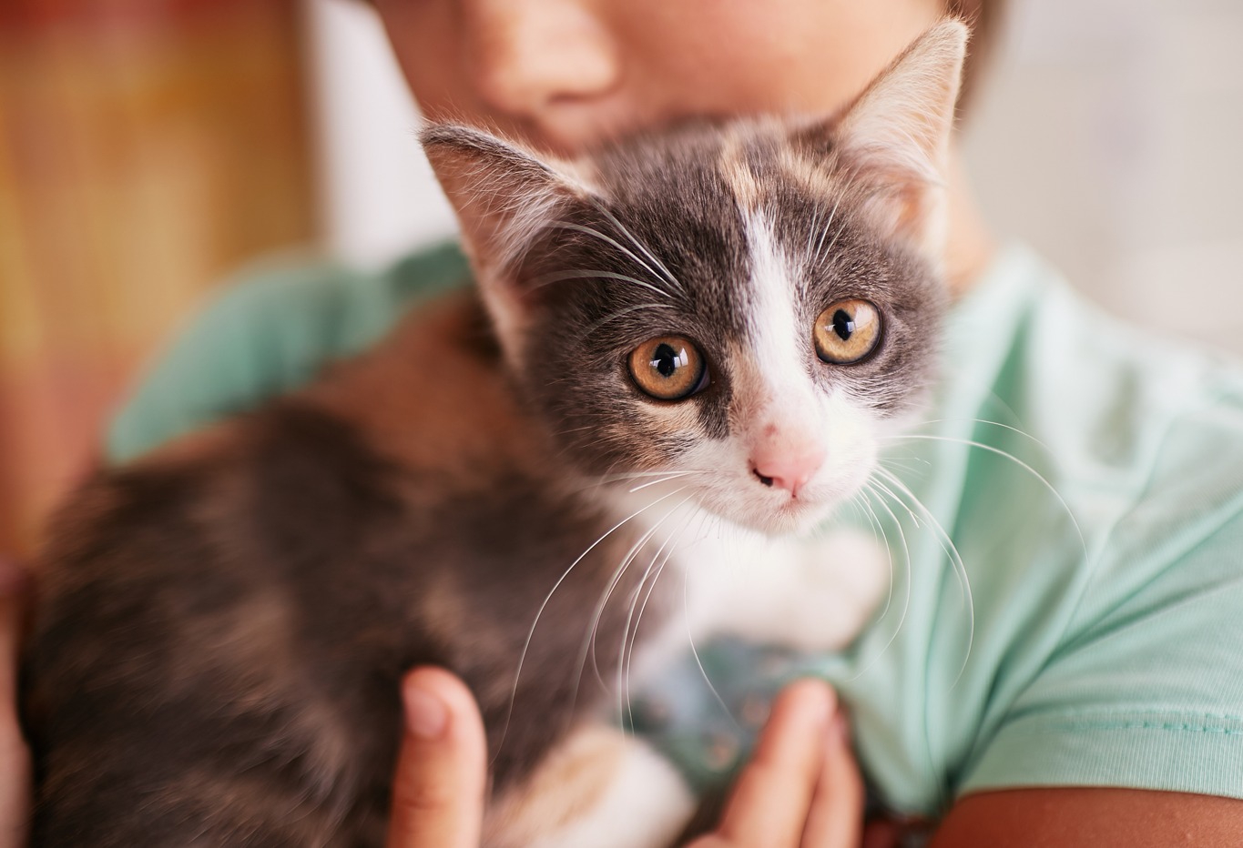 Gato para adoção pet | Crédito: Freepik