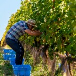 Colheita simbólica de uva | Crédito: João Vítor Oliveira/Divulgação