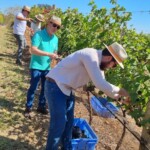 Colheita de uvas na Vindima 2022 | Crédito: Divulgação